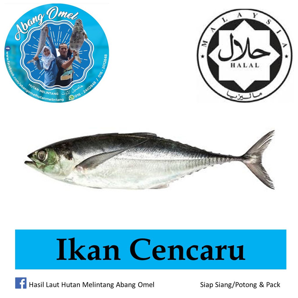Ikan Cencaru Hasil Laut Hutan Melintang Abang Omel Shopee Malaysia