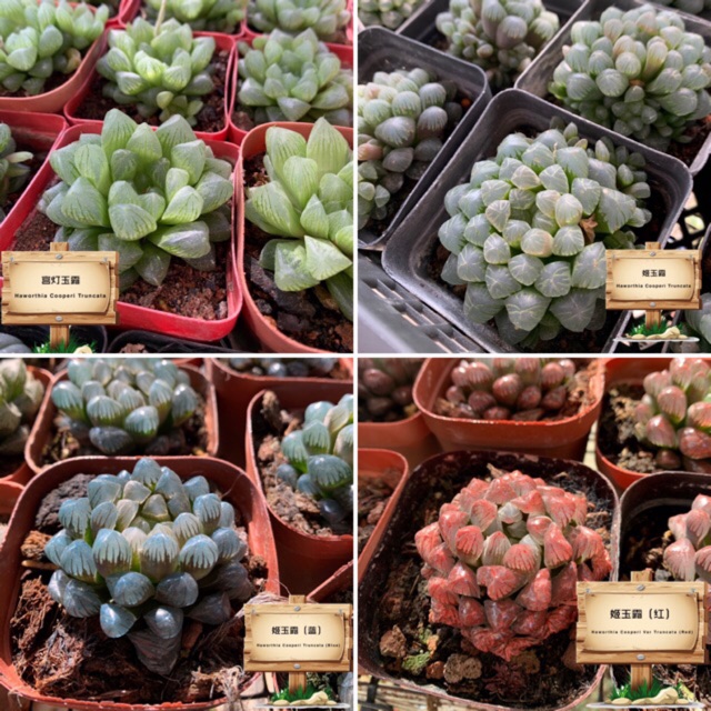 GPS Green Plant Society Live Succulent Haworthia Family Truncata / Cooperi 玉露