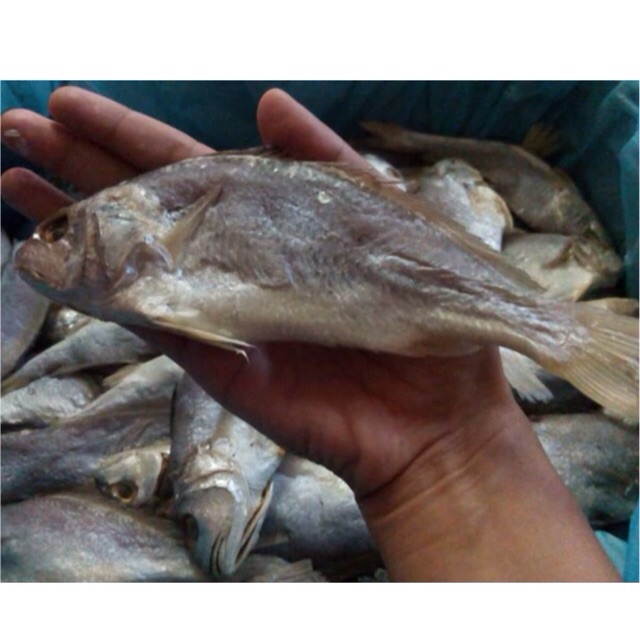 Ikan gelama basah ikan masin  Shopee Malaysia