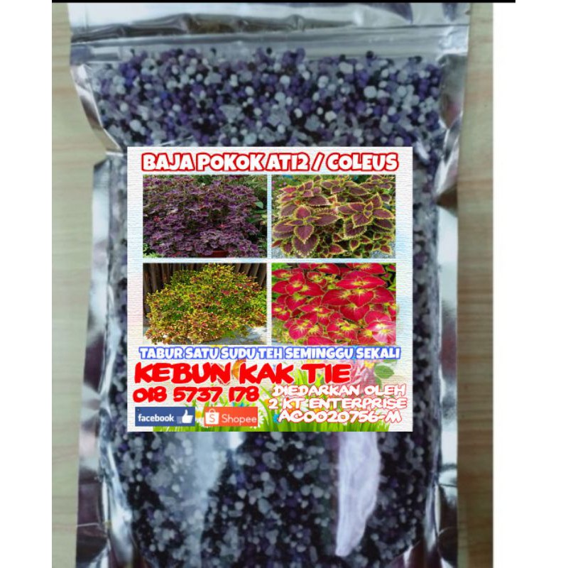 Baja Subur Pokok Ati2 Coleus Shopee Malaysia