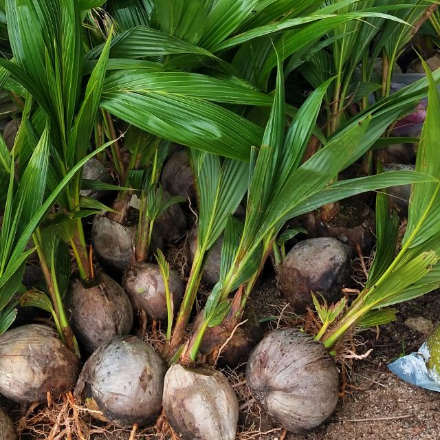 Benih pokok kelapa pandan  Shopee Malaysia