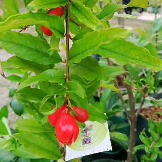  Pokok kecil  Delima merah Pomegranate       Shopee Malaysia