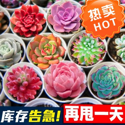 Buy 批发处理 新款多肉植物组合盆栽肉肉稀有品种绿植花卉室内特价清仓 Seetracker Malaysia