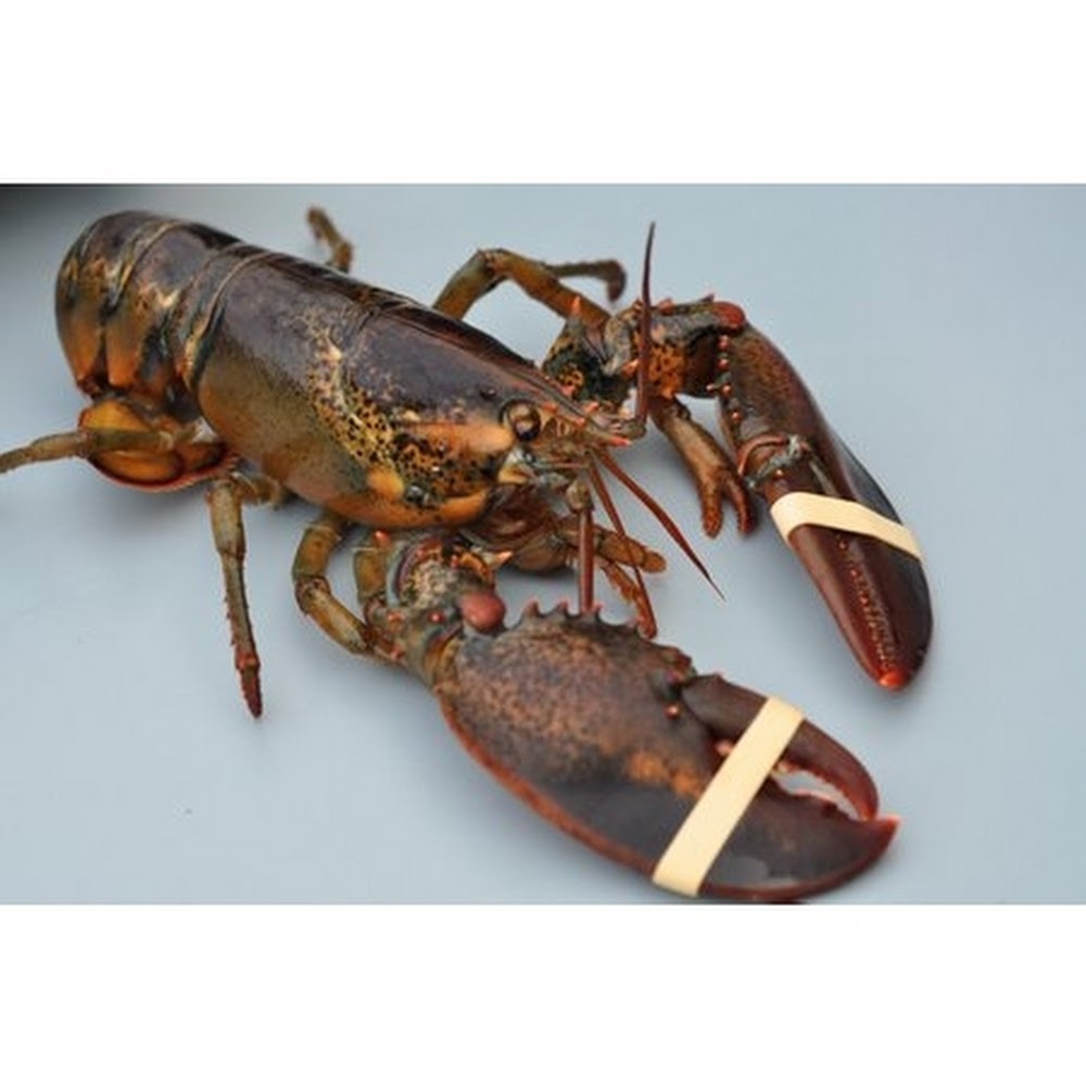 Buy Frozen Boston Lobster 600 800g Seetracker Malaysia