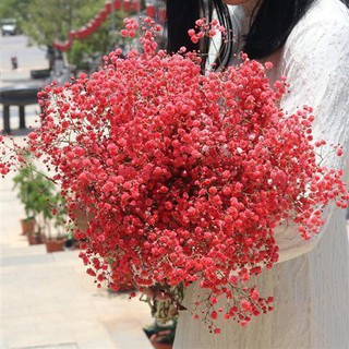 Artificial Flower 满天星花束干花批发云南鲜花真花永生花网红生日礼物家居摆设地摊 6月5日发完 Shopee Malaysia