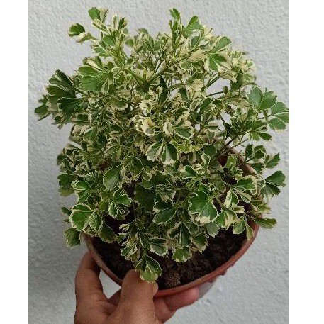 Buy Polyscia Dwarf Variegate Snowflake Ming Aralia Polyscias Fruticosa Bonsai Tree Indoor Plant House Plant Seetracker Malaysia