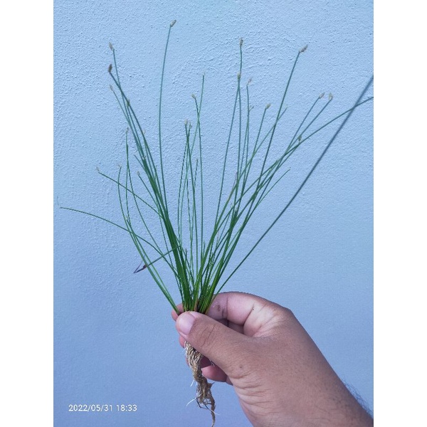 Eleocharis montevidensis giant hair grass emersed | Shopee Malaysia