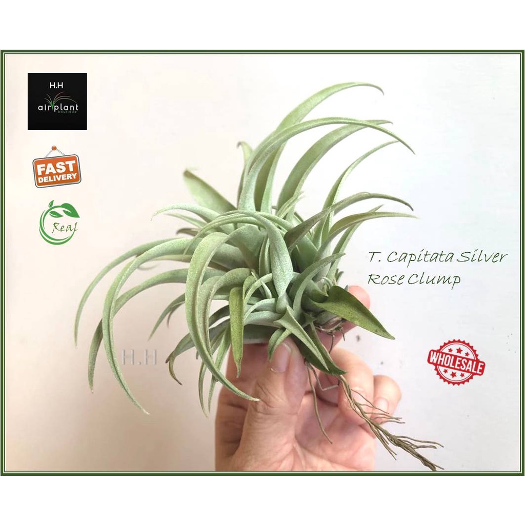 Buy Air Plant Tillandsia Capitata Silver Rose Clump M Fire Orange Balbisiana Giant Airplant 空气草卡比塔塔银玫瑰空气凤梨无土植物 Seetracker Malaysia