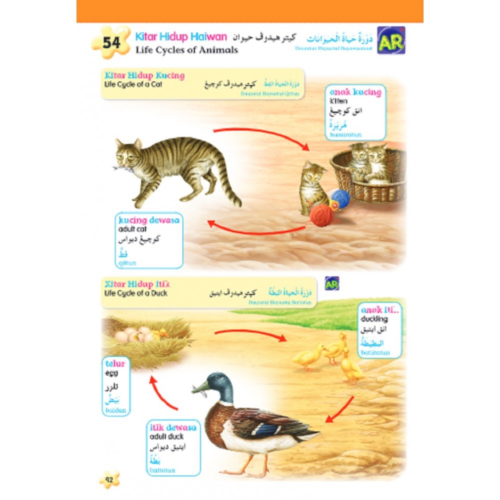 Kucing dalam bahasa arab