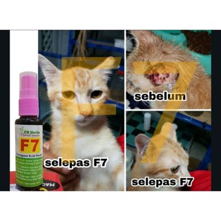 UBAT SPORO KUCING KURAP SCABIES FUNGUS KERAPU LUKA KUDIS 