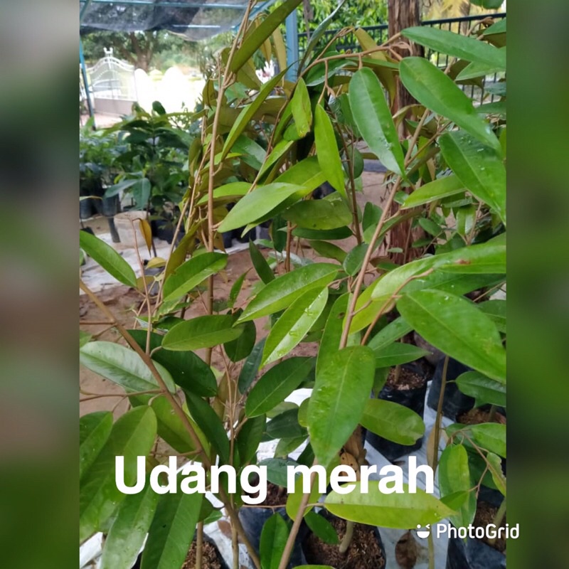 Buy POKOK DURIAN UDANG MERAH  SeeTracker Malaysia