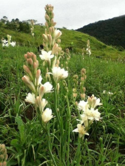 Pokok Bunga Harum Sundal Malam Tuberose Shopee Malaysia