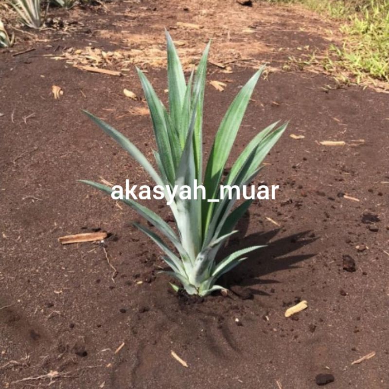 Anak Benih Nenas Moris/Sulur Nenas Moris dan Pembelian Pukal (BELI MINIMUM 5 ANAK POKOK KEATAS)