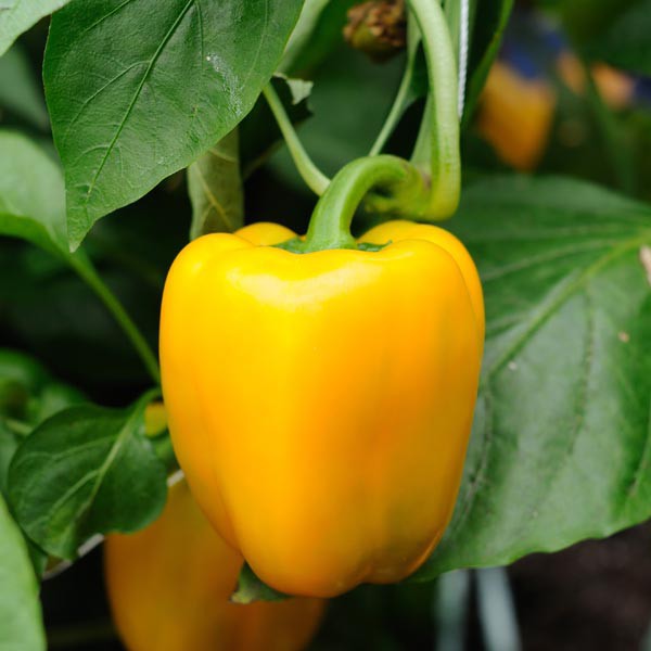 Biji Benih Lada Bengala Kuning Yellow Capsicum Seed Bell Pepper Capsium