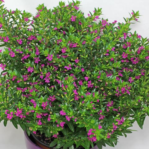 Cuphea Hyssopifolia/Live Plan】Cuphea ~purple, pink, white colour by MGL PLANT