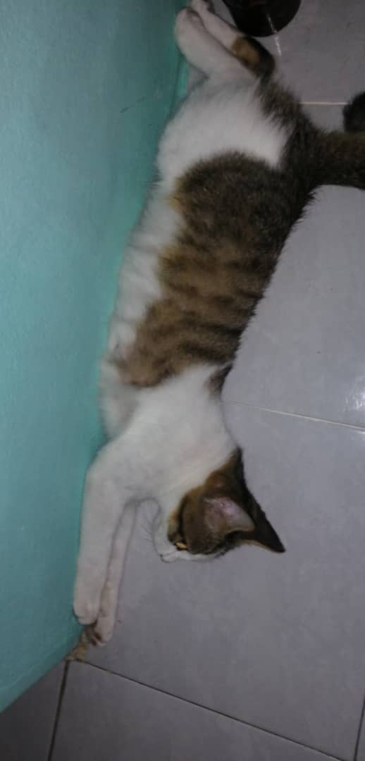 Ubat Demam, Selsema, Batuk, Vitamin, Immune Booster Kucing 