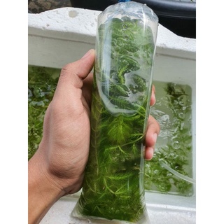 CLEAR STOCK*!! Rumpai Hydrilla/ Rumpai Ekor Kucing  Shopee Malaysia