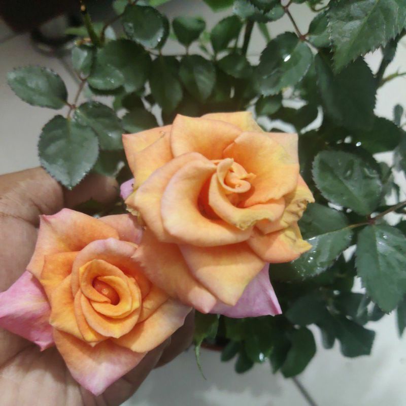 Pokok Rose Wangi Premium Kualiti Tahan Panas Shopee Malaysia