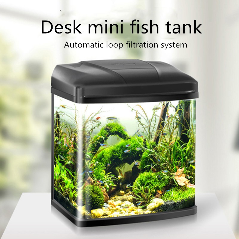 mini aquarium fish