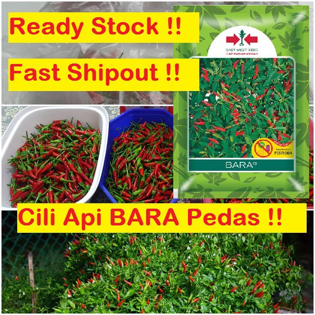 Benih CILI API BARA F1 Pedas & CILI API PELITA 8 F1 / cili api kampung pedas / Cili Padi / Cabai (REPACK)