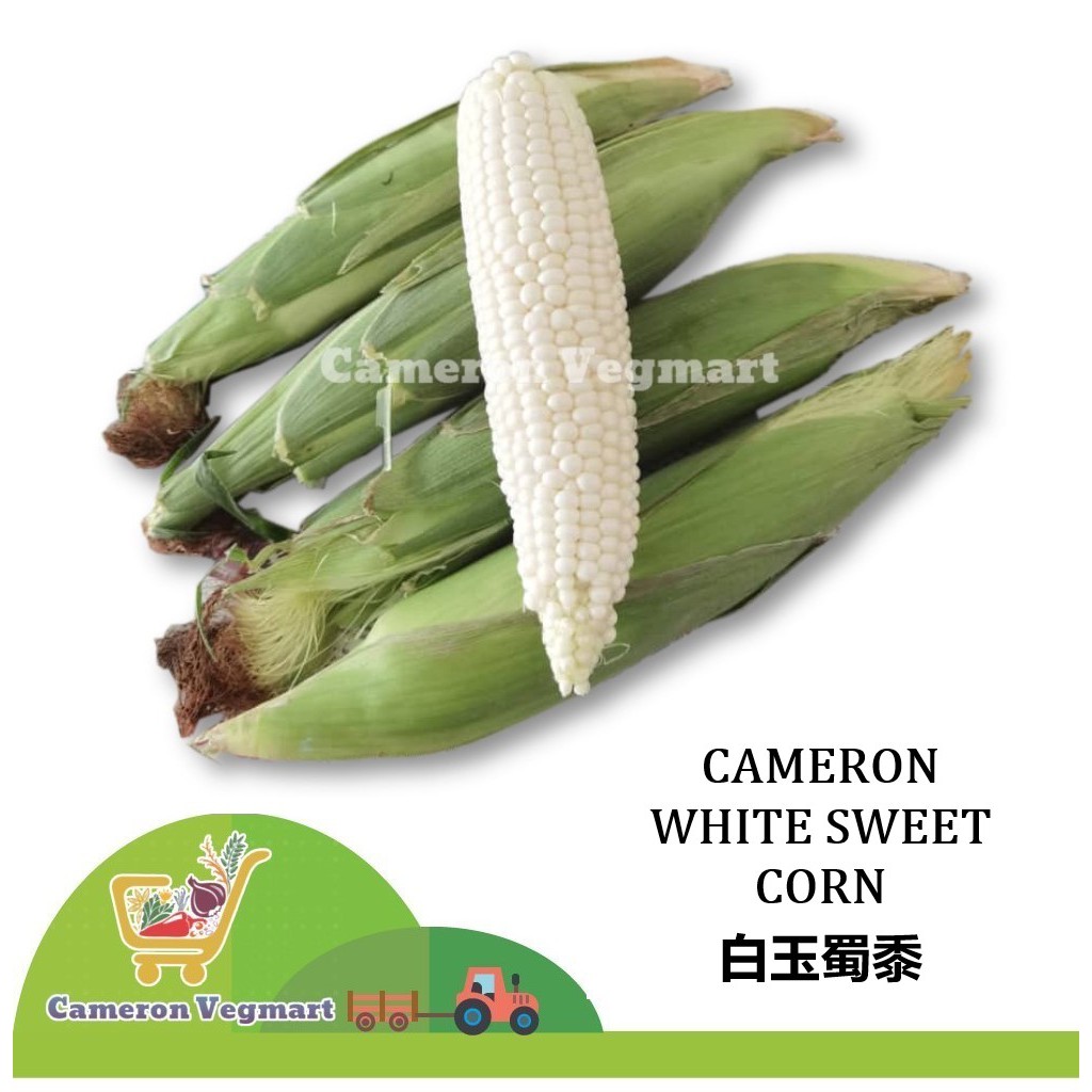 Cameron White Sweet Corn / Jagung Putih Manis / 白玉米 / 白玉蜀黍 ...