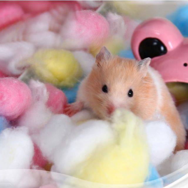 🔥Ready Stock🔥hamster bedding colourful soft cotton 100pcs Shopee Malaysia