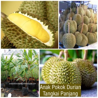 Unduh 82 Koleksi Gambar Durian Panjang  