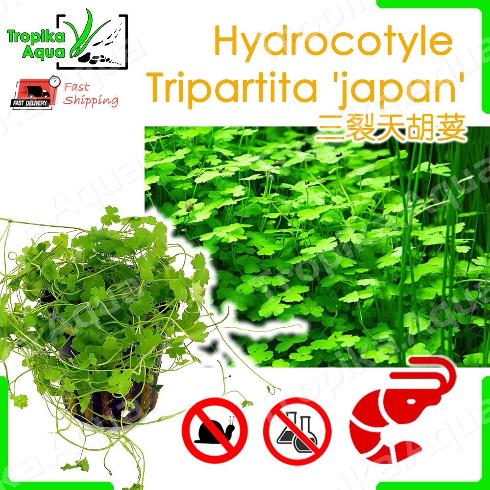 Shrimp Safe Hydrocotyle Tripartita Japan 三裂天胡荽 Aquarium Aqua Plant Lowtech Shopee Malaysia