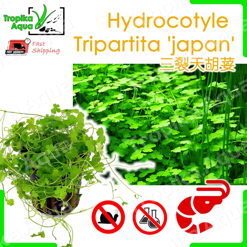 Shrimp Safe Hydrocotyle Tripartita Japan 三裂天胡荽 Aquarium Aqua Plant Lowtech Shopee Malaysia