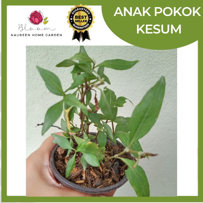 Buy Live Plant Pokok Kesum Anak Pokok Kesum Daun Kesum Seetracker Malaysia