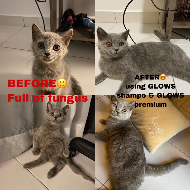 Buy UBAT KURAP/FUNGUS anjing u0026 kucing 💥GLOWS PREMIUM 