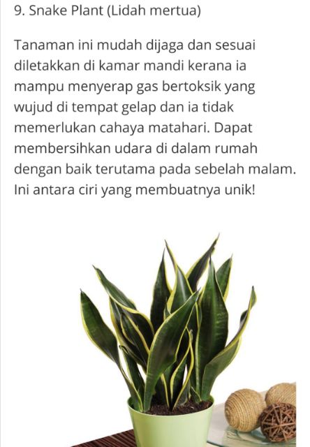Stylo Viral Pokok Lidah Jin Sansevieria Lidah Mertua Snake Plant Indoor Plant Shopee Malaysia
