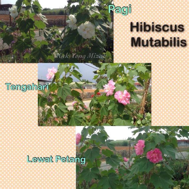 Pokok bunga hibiscus mutabilis ( laki pukul bini) Sejenis ...