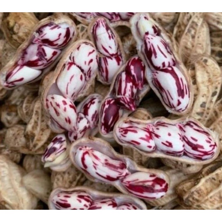 EXTREMELY RARE SEEDS TIGER NUT STRIPE GROUNDNUT SEEDS BENIH KACANG