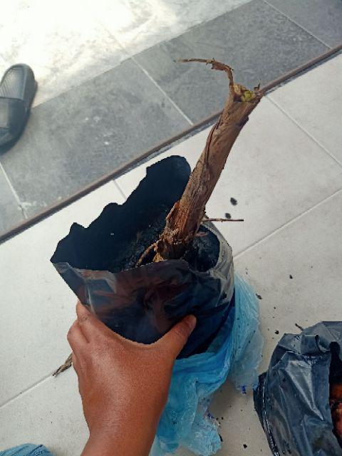  Anak pokok pisang emas Shopee Malaysia