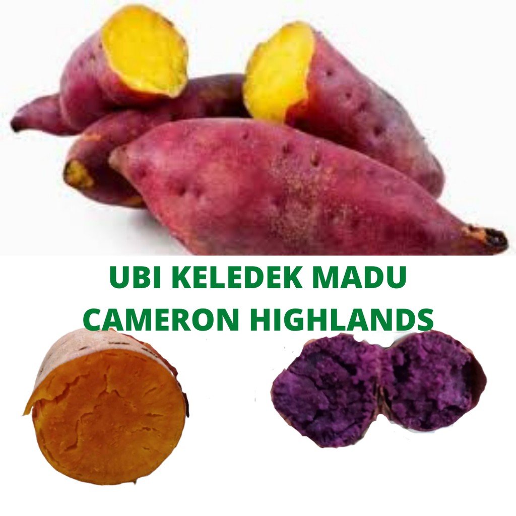 1KG Original Ubi Keledek  Madu Cameron Highlands Shopee 