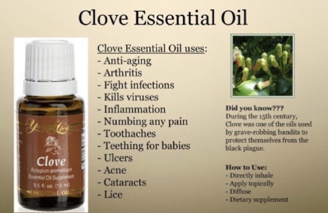 Essential oil clove 7 Benefits