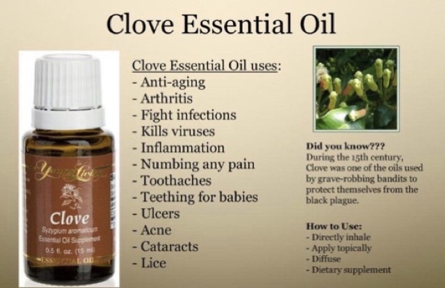 Ready Stock Young Livings Clove Essential Oil 15ml Shopee Malaysia