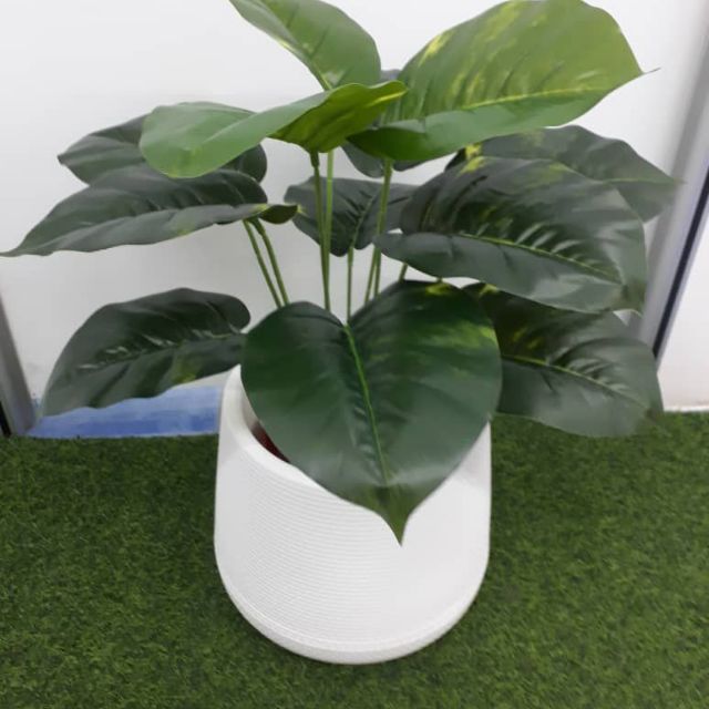 Pokok Keladi Daun Licin Shopee Malaysia