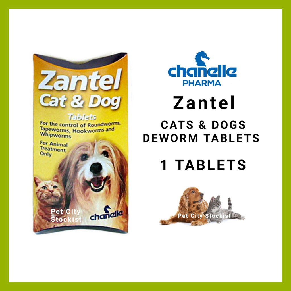 Zantel cat and store dog