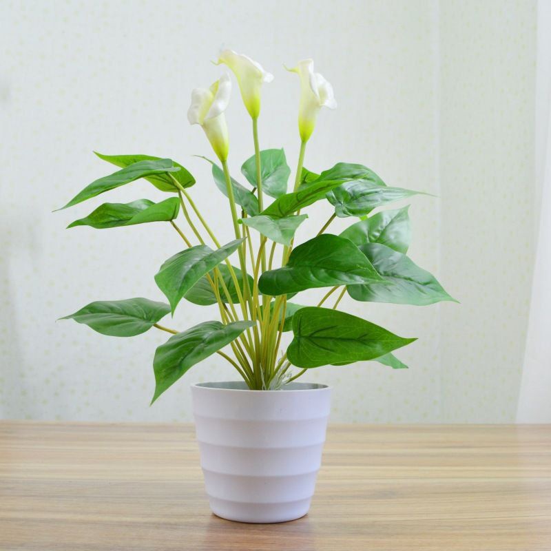 Buy Pokok Hiasan Calla Lily putih  SeeTracker Malaysia