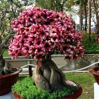 Flower seeds Bonsai potted Thai Pink Canna Lily Seed ThailandMrk Family garden C 