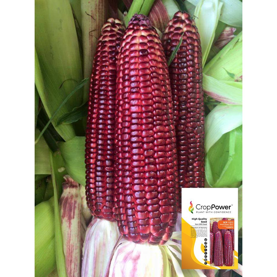  BIJI  BENIH JAGUNG  MANIS PURPLE F1 PUPLE SWEET CORN SEEDS 