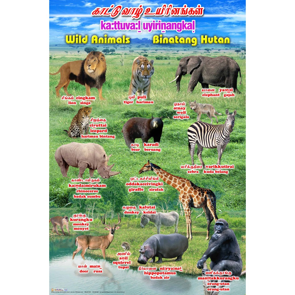 WILD ANIMALS CHART (TRILINGUAL CHART) Bahasa Melayu- English- Tamil |  Shopee Malaysia