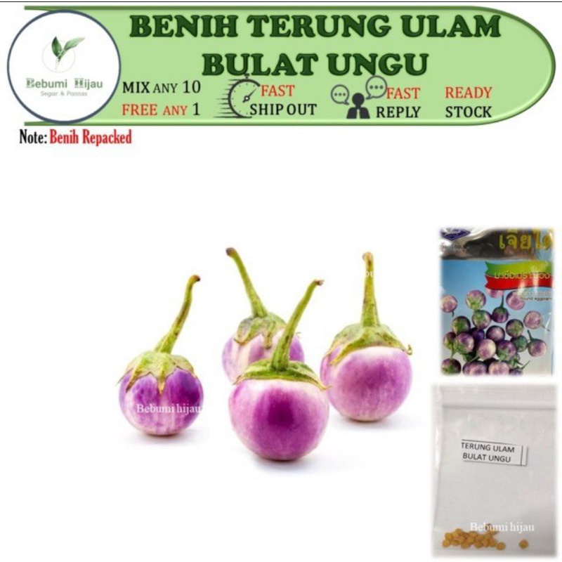 10 biji benih TERUNG ULAM UNGU seeds | Shopee Malaysia