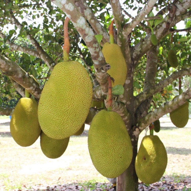 Baja Pokok Nangka  CempedakFertilizer For Jackfruit Plant 