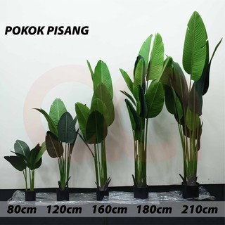  READY STOCK Pokok  Hiasan  PREMIUM Viral Banana Skybird 