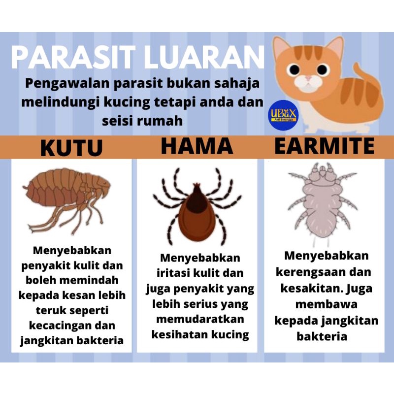 Kucing kutu KUTU KUCING