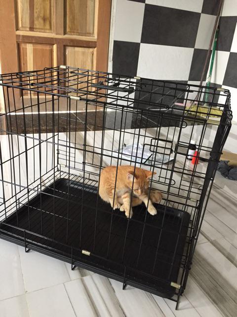 304 Cage / Cat Cage / Dog Cage / Kucing Sangkar / Anjing 