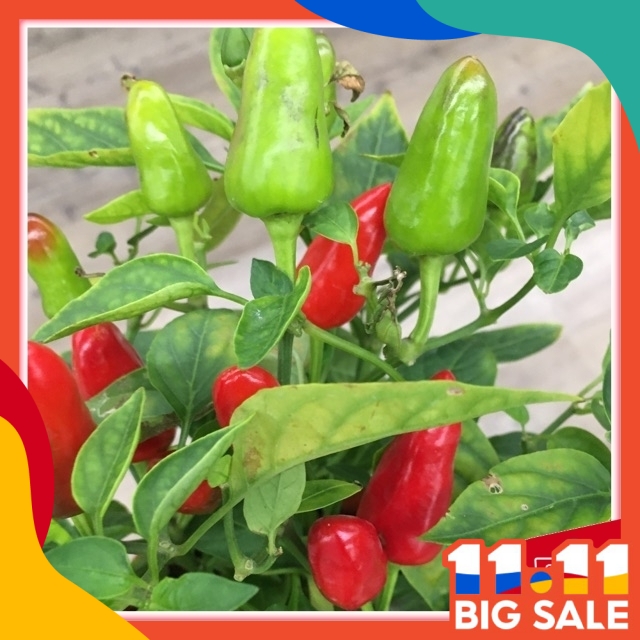 20pcs seeds CILI PADI  JUMBO 3 warna  hijau sikit ungu  dan 